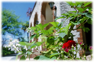 朝の窓辺の写真